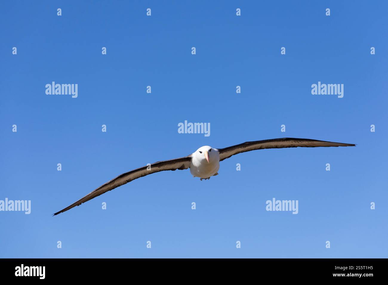 Albatross con sopracciglia nera in volo (Thalassarche melanophris), Isola di Saunders, Isole Falkland Foto Stock