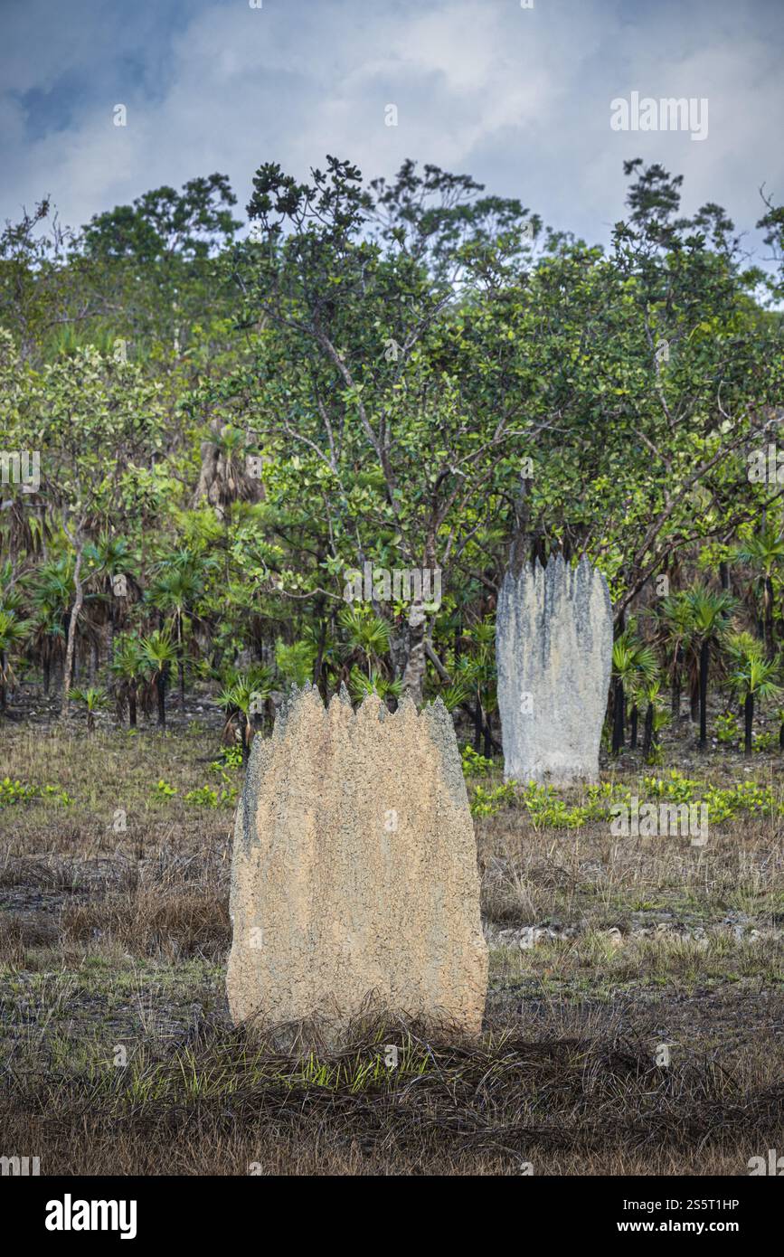 Costruzione di termiti a bussola (Amitermes meridionalis), Parco Nazionale di Litchfield, territorio del Nord, Australia, Oceania Foto Stock