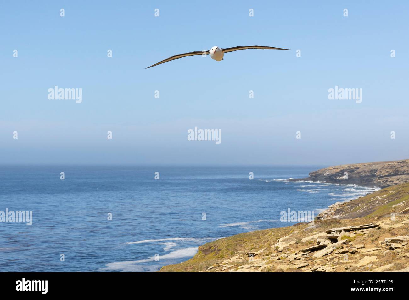 Albatross con sopracciglia nera in volo (Thalassarche melanophris), Isola di Saunders, Isole Falkland Foto Stock