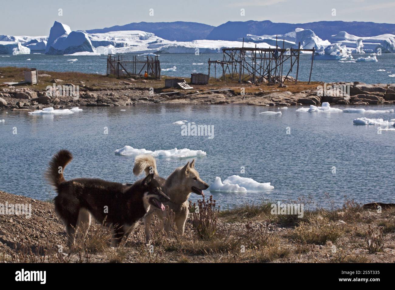 Cani da slitta davanti agli iceberg in Groenlandia Foto Stock