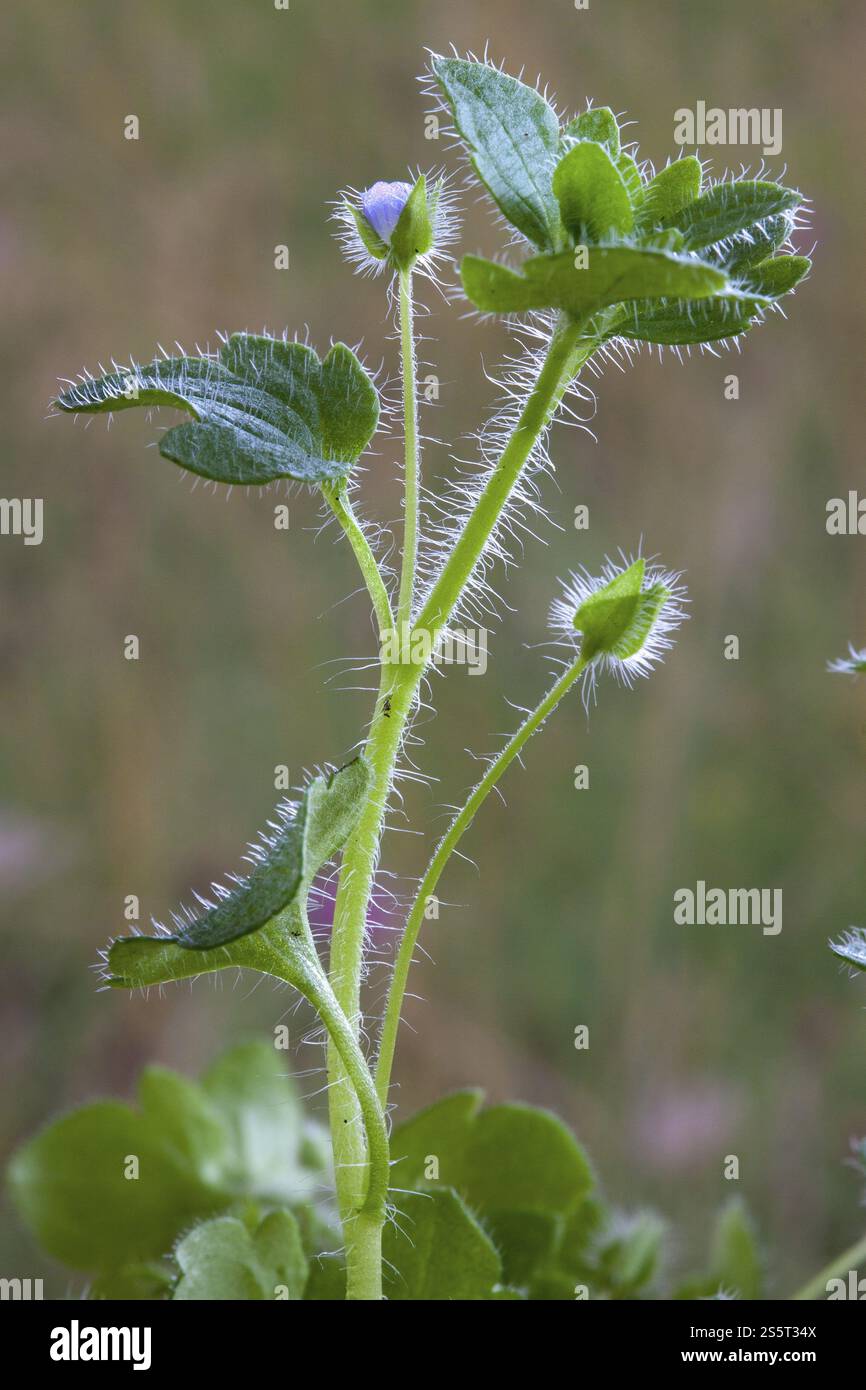 Ivy speedwell, Veronica hederifolia, Winter Speedwell Foto Stock