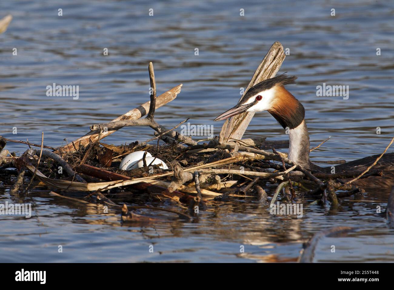 Grande grebe crestato sul nido Foto Stock