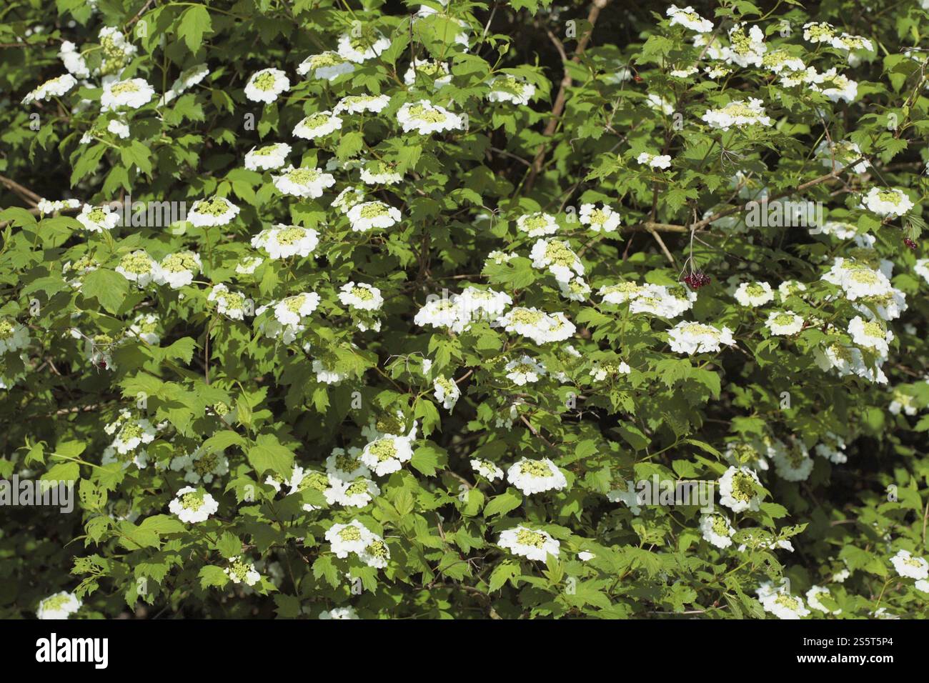 Viburno comune, fiori, Viburnum opulus Foto Stock