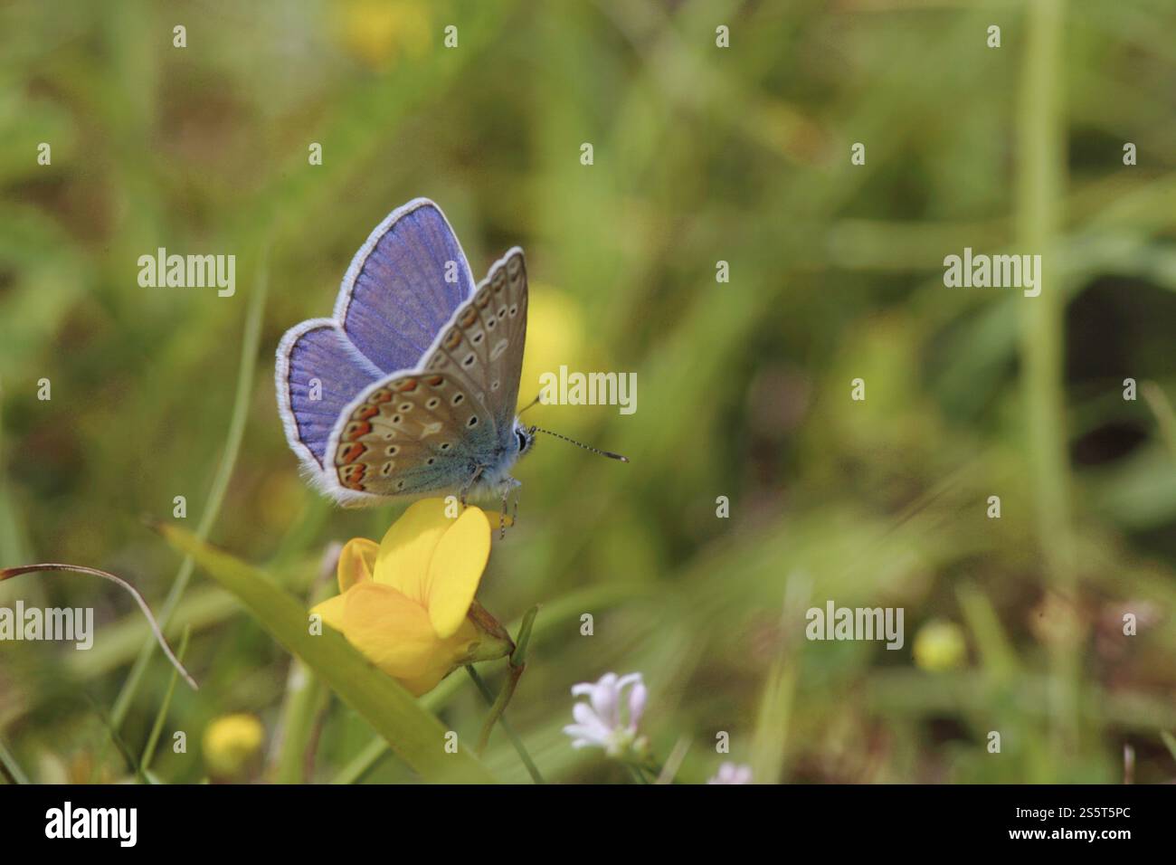 Silberbesetztes Blau Foto Stock