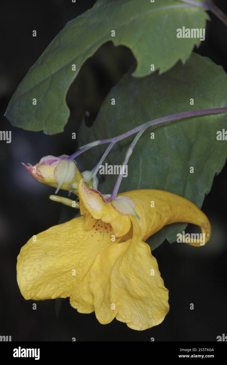 Toccare-me-not balsamo Foto Stock