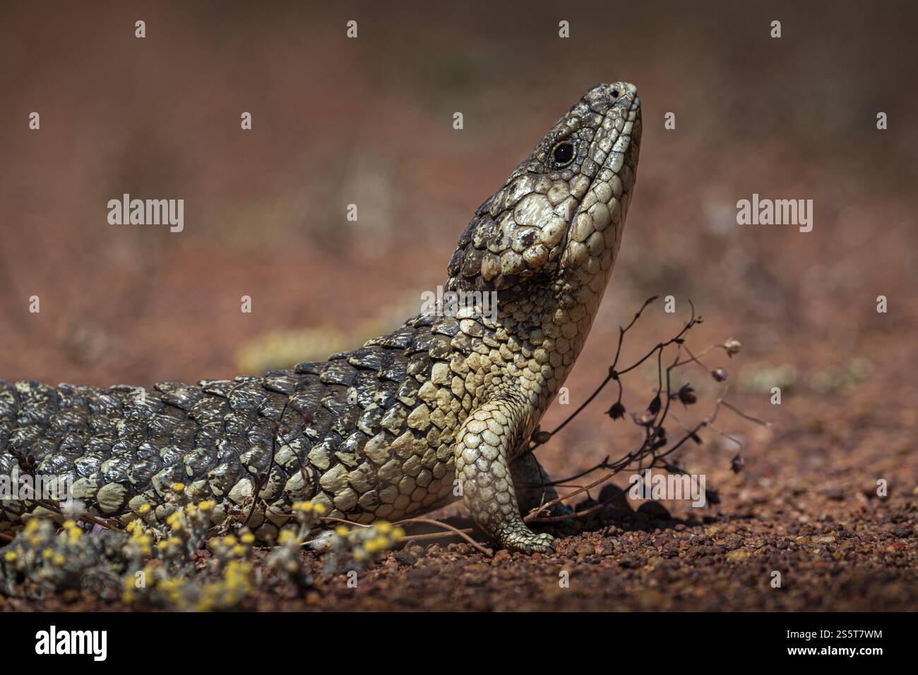 Skink tongued blu o Skink shingle-backed, noto anche come lucertola del cono di pino (Tiliqua rugosa), Thundelarra, Australia Occidentale, Australia, Oceania Foto Stock