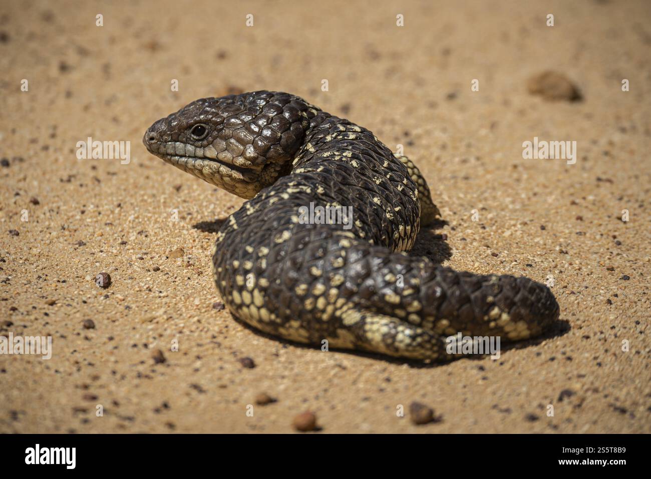 Skink tongued blu o Skink shingle-backed, noto anche come lucertola del cono di pino (Tiliqua rugosa), Thundelarra, Australia Occidentale, Australia, Oceania Foto Stock