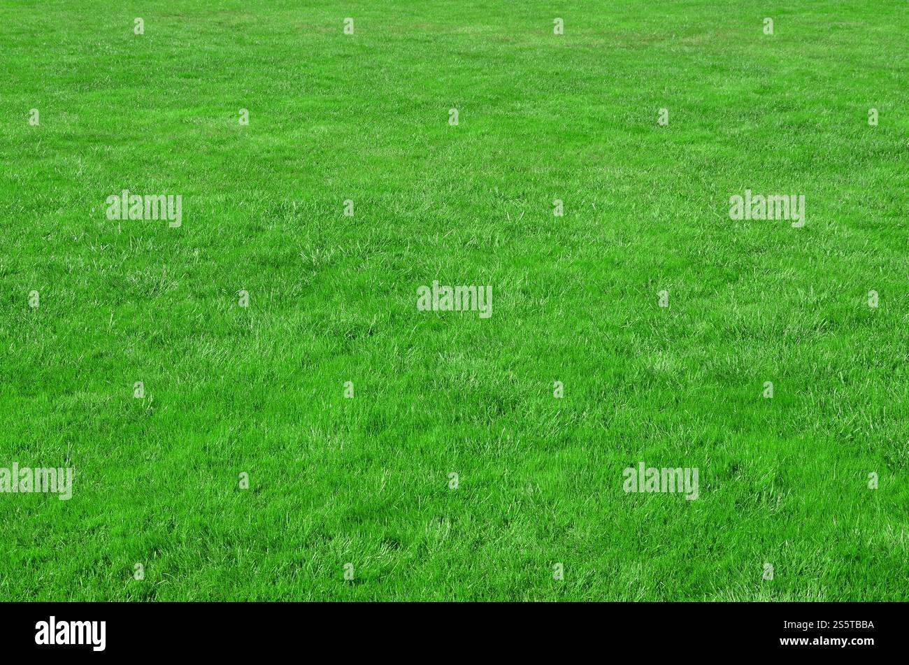 Foto del sito con anche-tagliato erba verde. Prato o vicolo di fresca erba verde Foto Stock