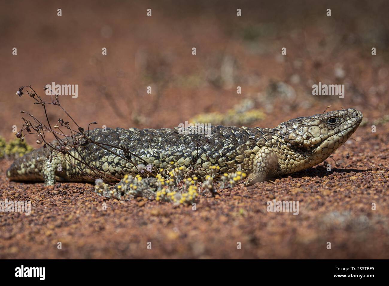 Skink tongued blu o Skink shingle-backed, noto anche come lucertola del cono di pino (Tiliqua rugosa), Thundelarra, Australia Occidentale, Australia, Oceania Foto Stock