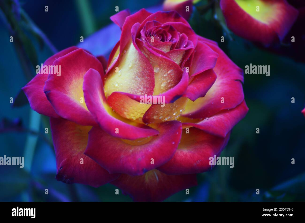 Rose rosa e gialle fresche e bagnate con goccioline in macrofotografia. Rosa fresca e umida con goccioline in macro Foto Stock