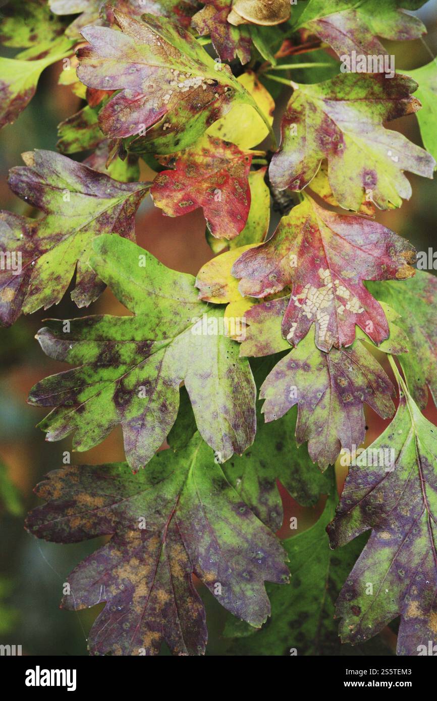 Biancospino invasivo in autunno. Crataegus monogyna. Biancospino comune in autunno Foto Stock