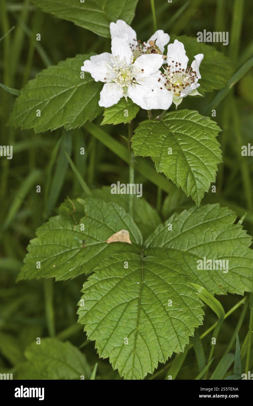 Rubus caesius, dewberry europea Foto Stock
