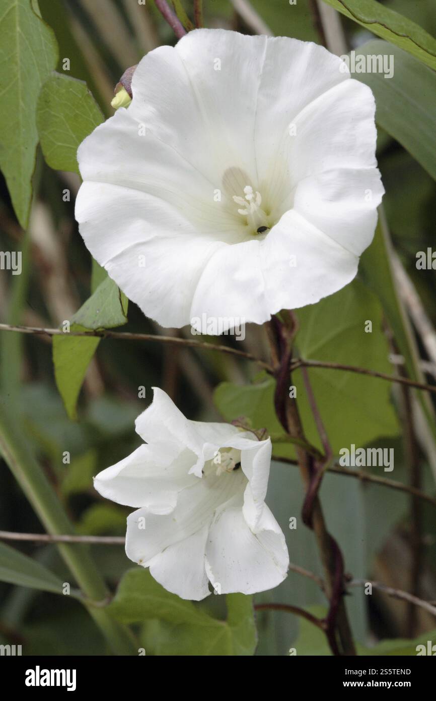 Erba di campo, Calystegia sepium, Hedge Bindweed Foto Stock
