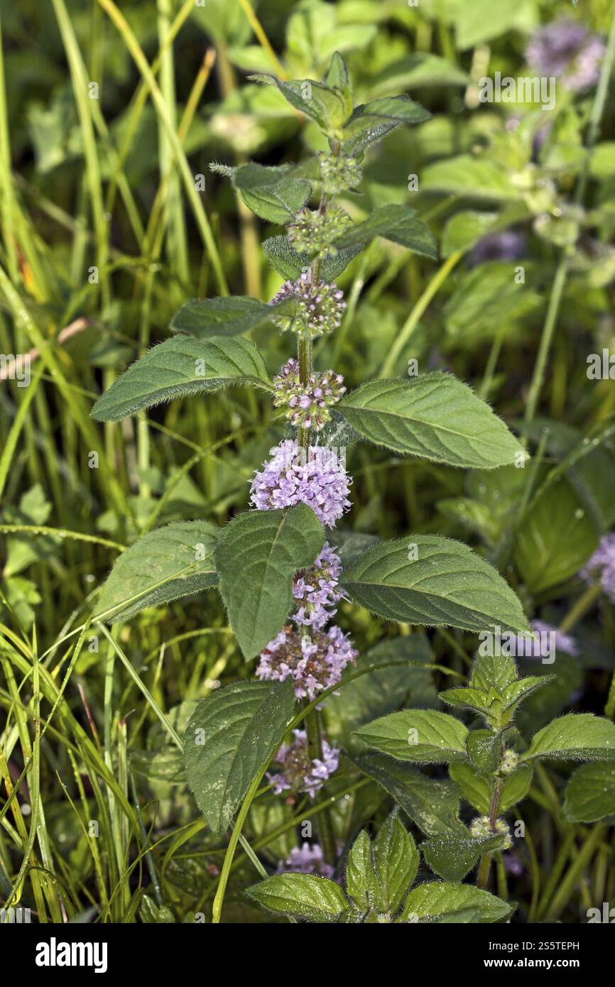 Mentha arvensis, zecca da campo, zecca da campo Foto Stock