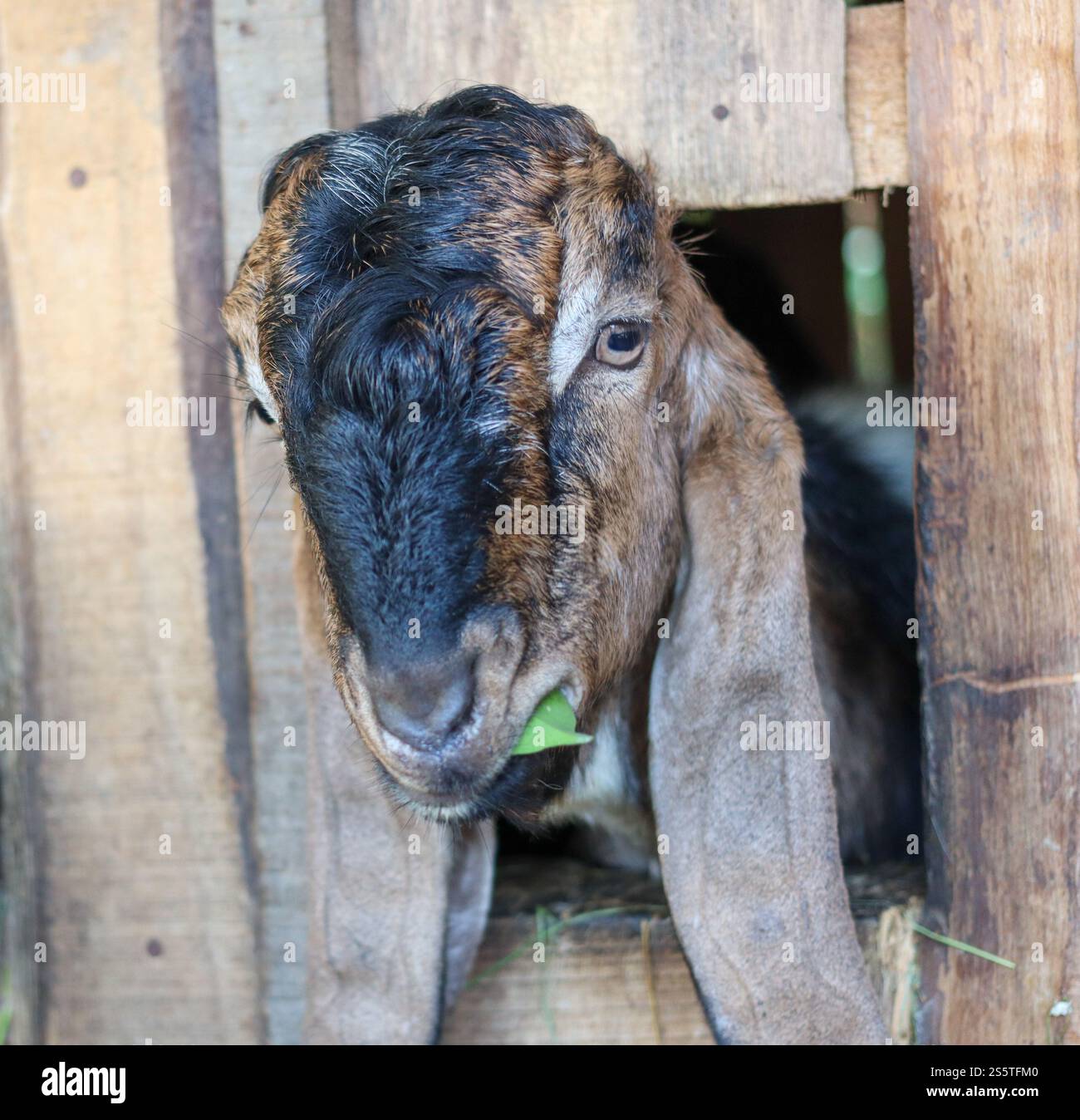 Testa di capra locale all'interno della penna Foto Stock