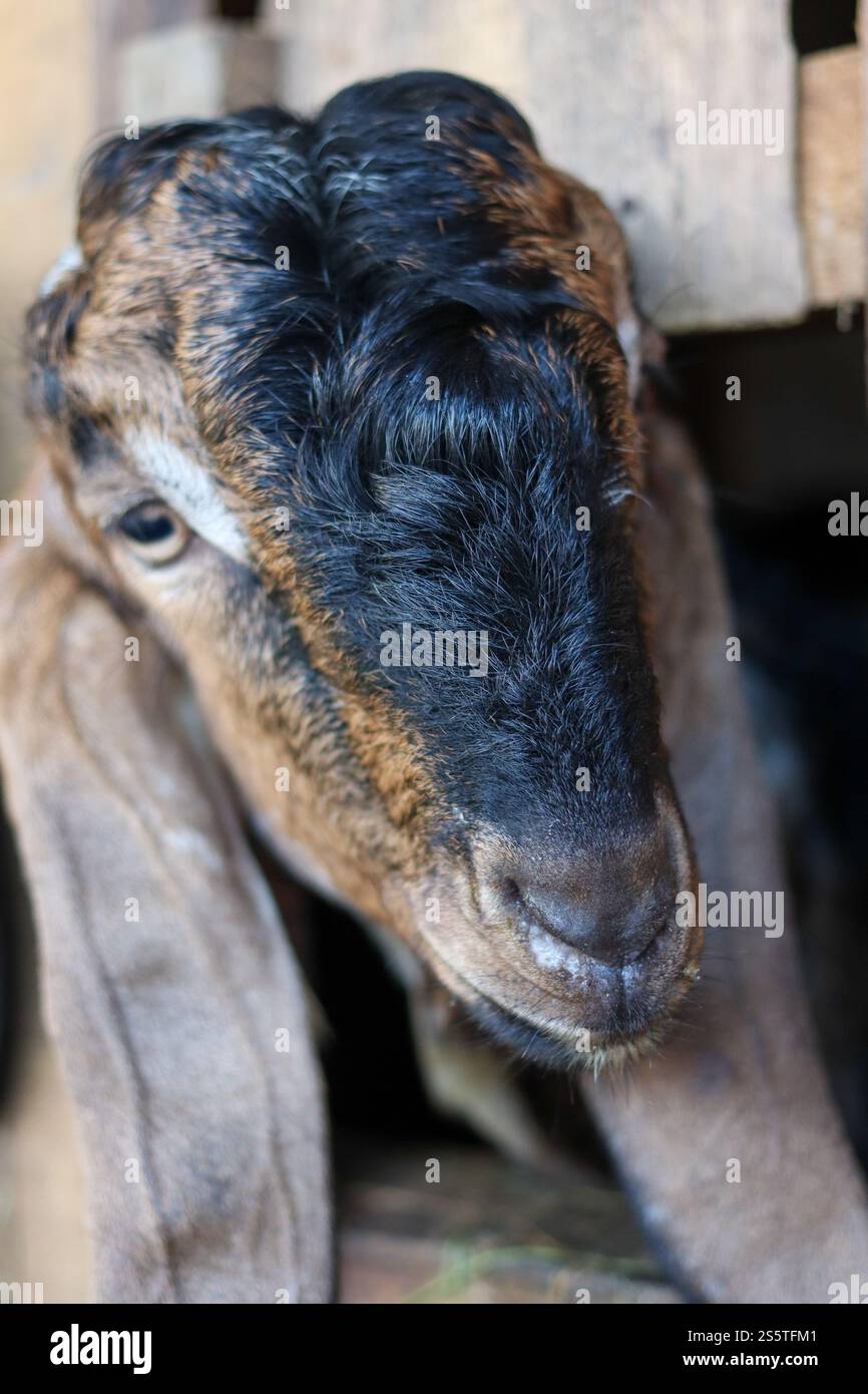 Testa di capra locale all'interno della penna Foto Stock