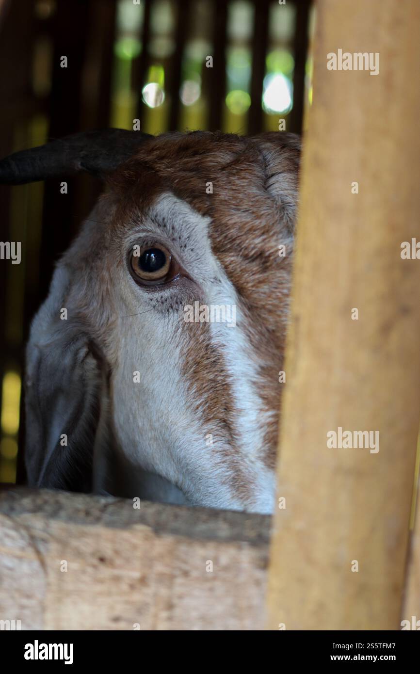 Testa di capra locale all'interno della penna Foto Stock