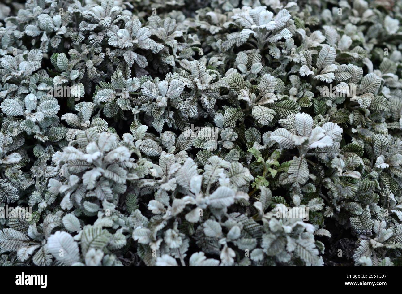 Macro fotografia di piccole piantagioni verdi con foglie a forma di burdock e tessitura di filo lavorato a maglia Foto Stock