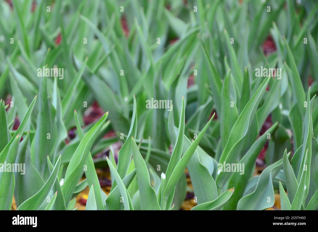 Molti gambi verdi di tulipani rossi crescono in un'aiuola da vicino. Molti gambi verdi di tulipani rossi crescono in un'aiuola Foto Stock