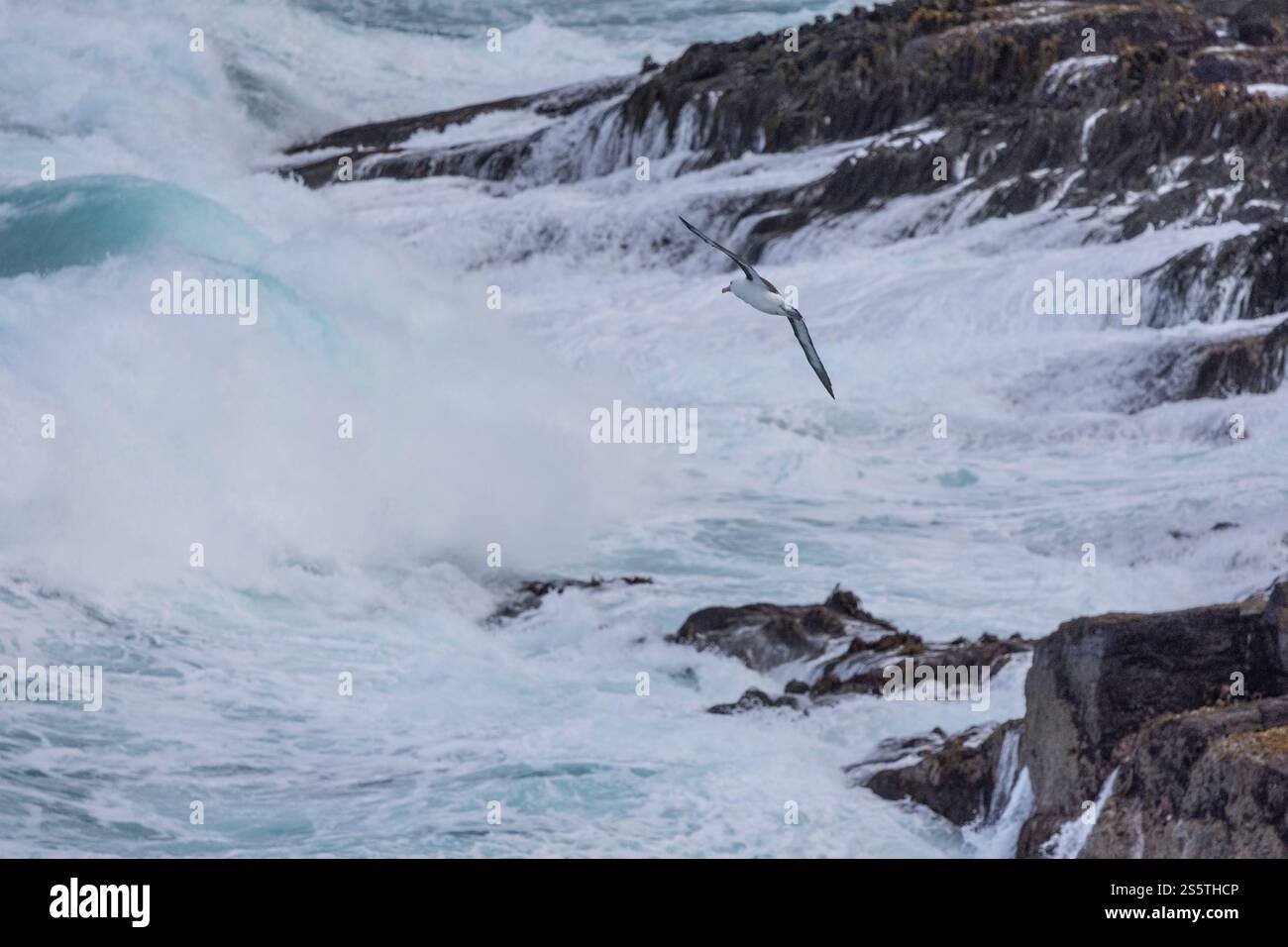 Albatross con le sopracciglia nere che vola su grandi mari in direzione della costa Foto Stock