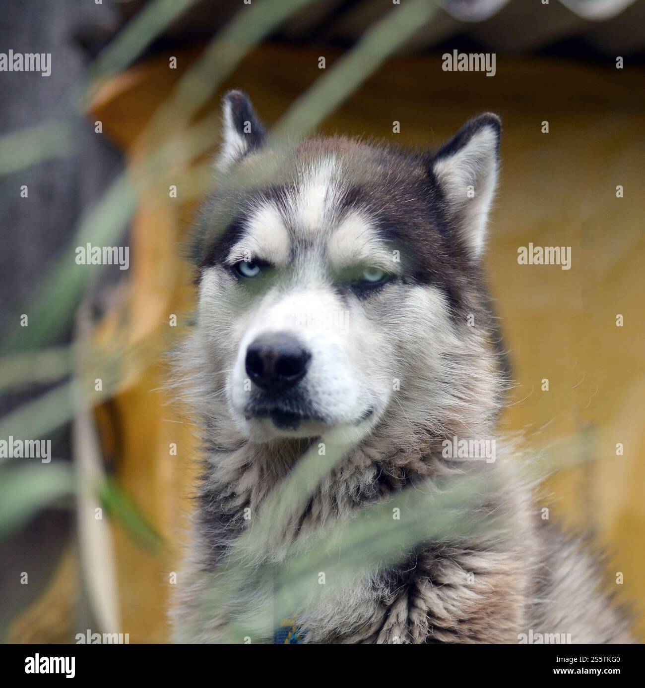 Arctic Malamute con occhi blu che mettono a fuoco il ritratto a distanza ravvicinata attraverso i gambi di erba verde con messa a fuoco selettiva. Arctic Malamute è un posto meraviglioso Foto Stock