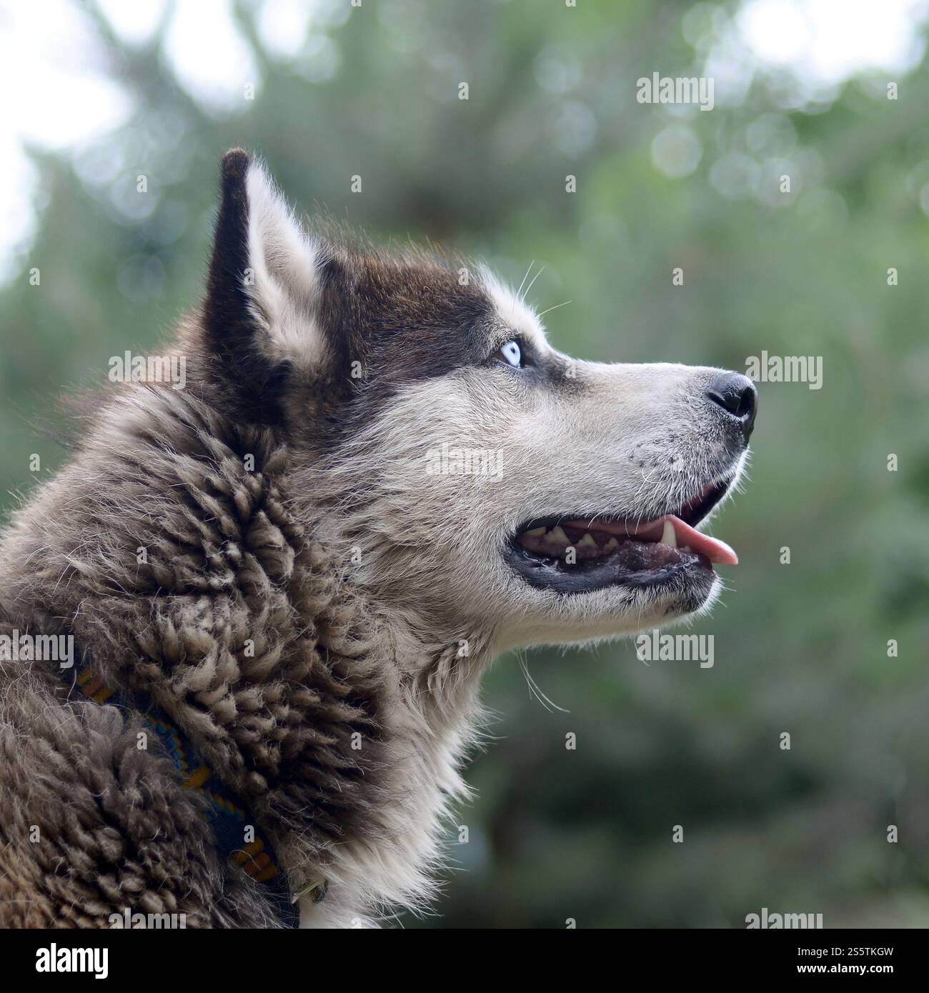 Alaskan Malamute con gli occhi blu. Il Malamute artico è un cane di dimensioni abbastanza grandi, progettato per lavorare nell'imbracatura, uno dei più antichi Foto Stock