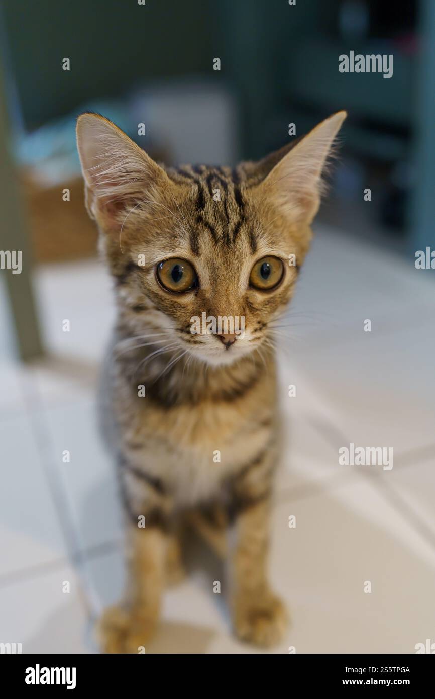 Piccoli cuccioli di marrone gattino degli animali carini in casa Foto Stock