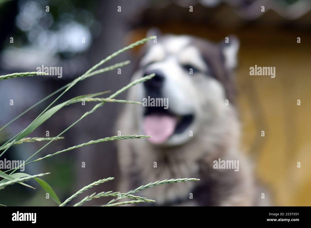 Arctic Malamute con occhi blu che mettono a fuoco il ritratto a distanza ravvicinata attraverso i gambi di erba verde con messa a fuoco selettiva. Arctic Malamute è un posto meraviglioso Foto Stock