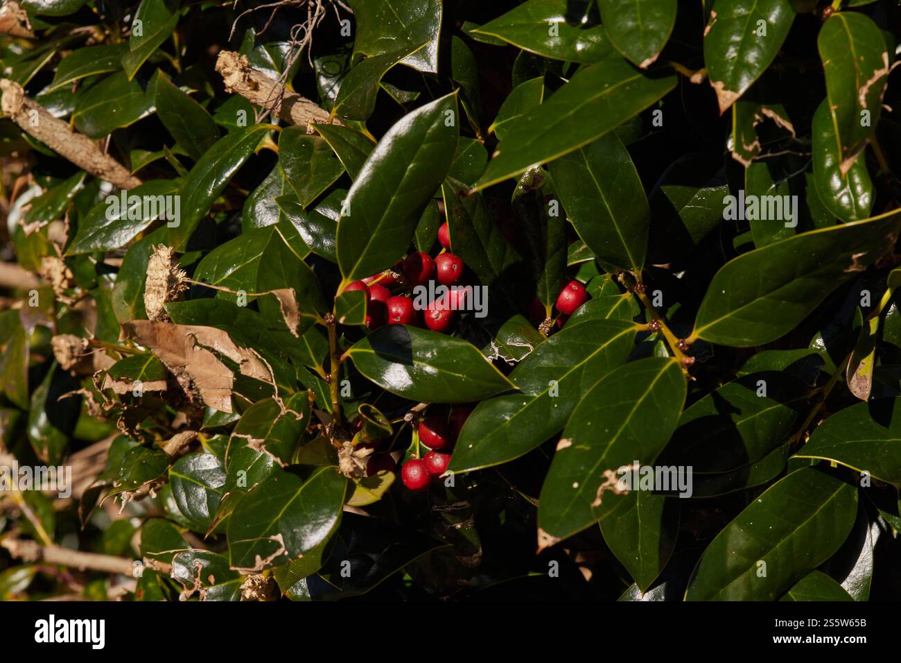 Sfondi, texture, natura morta, forme e motivi all'interno della corteccia degli alberi, alberi, sul terreno e in cespugli creati dalla natura! Foto Stock