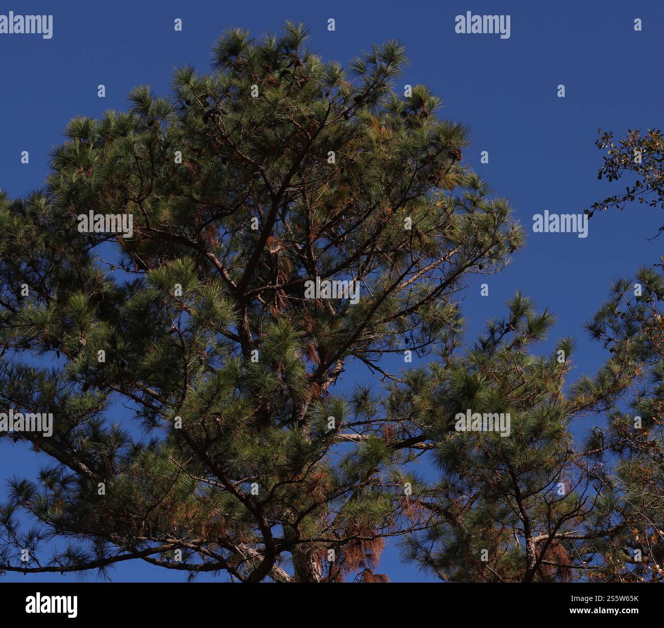 Sfondi, texture, natura morta, forme e motivi all'interno della corteccia degli alberi, alberi, sul terreno e in cespugli creati dalla natura! Foto Stock