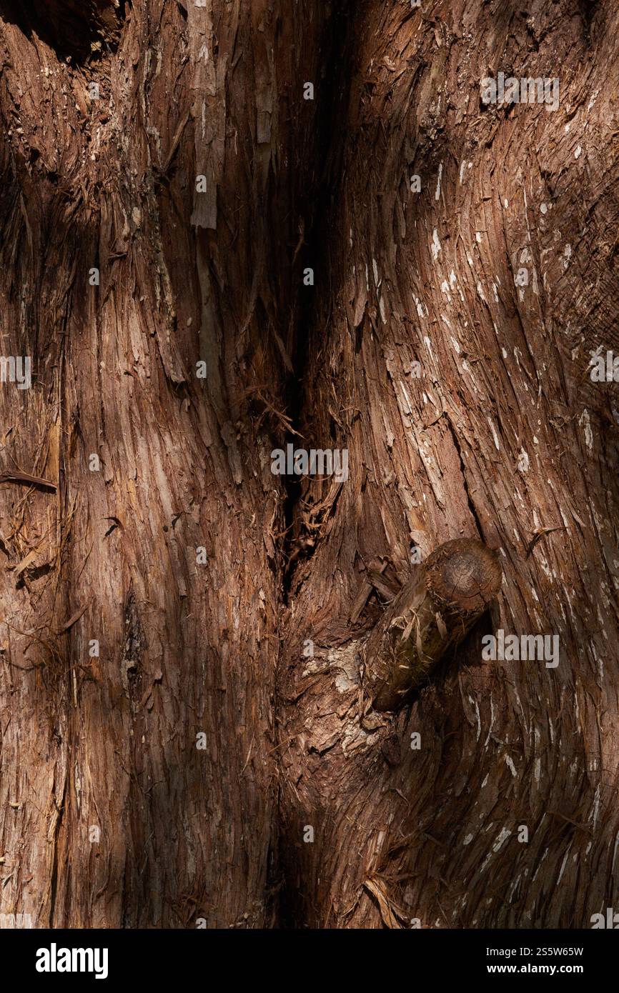 Sfondi, texture, natura morta, forme e motivi all'interno della corteccia degli alberi, alberi, sul terreno e in cespugli creati dalla natura! Foto Stock