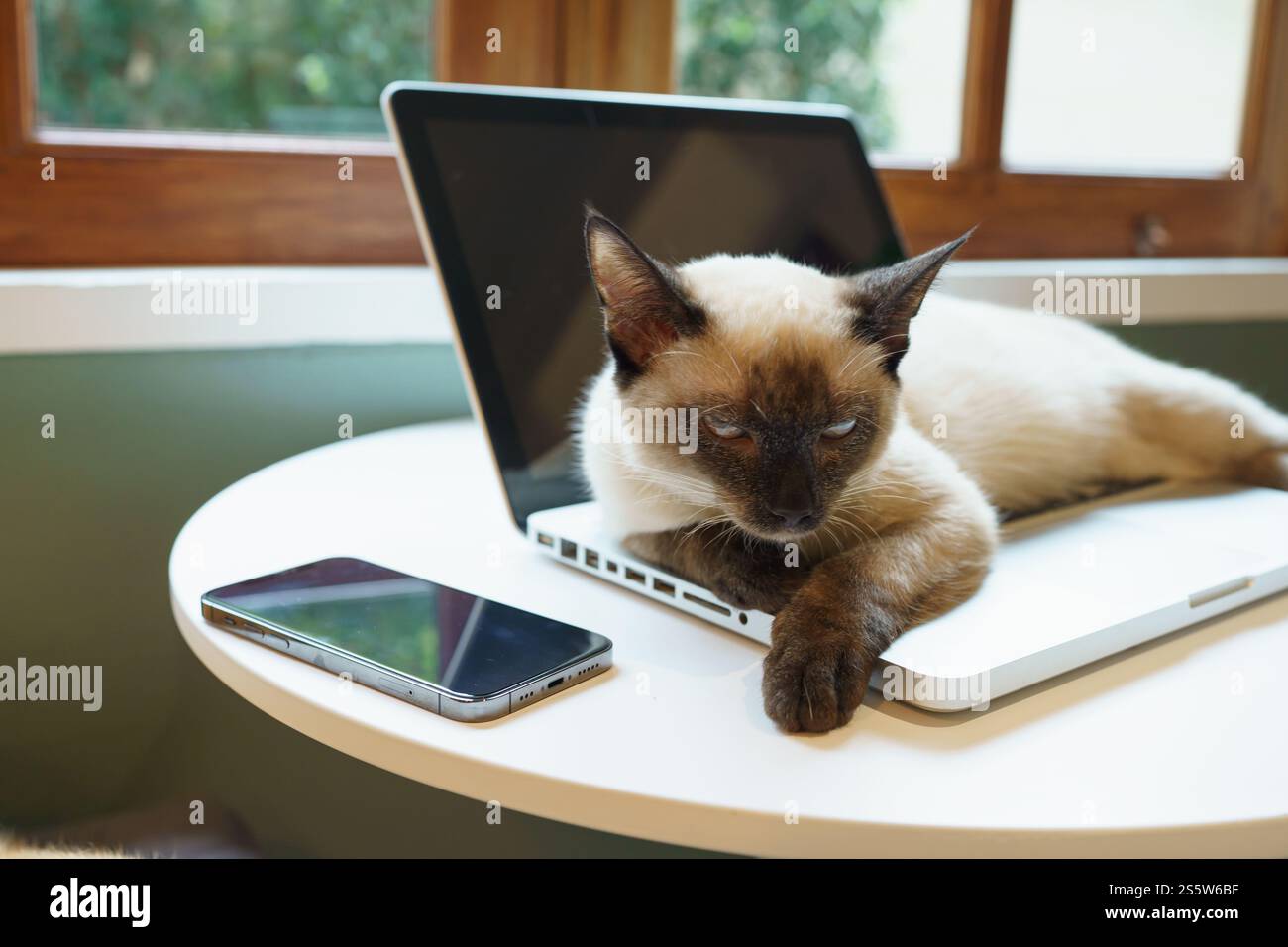 Cat su un computer portatile che lavora da casa con Cat. cat dorme su un assistente alla tastiera del computer portatile Cat che lavora al computer portatile Foto Stock