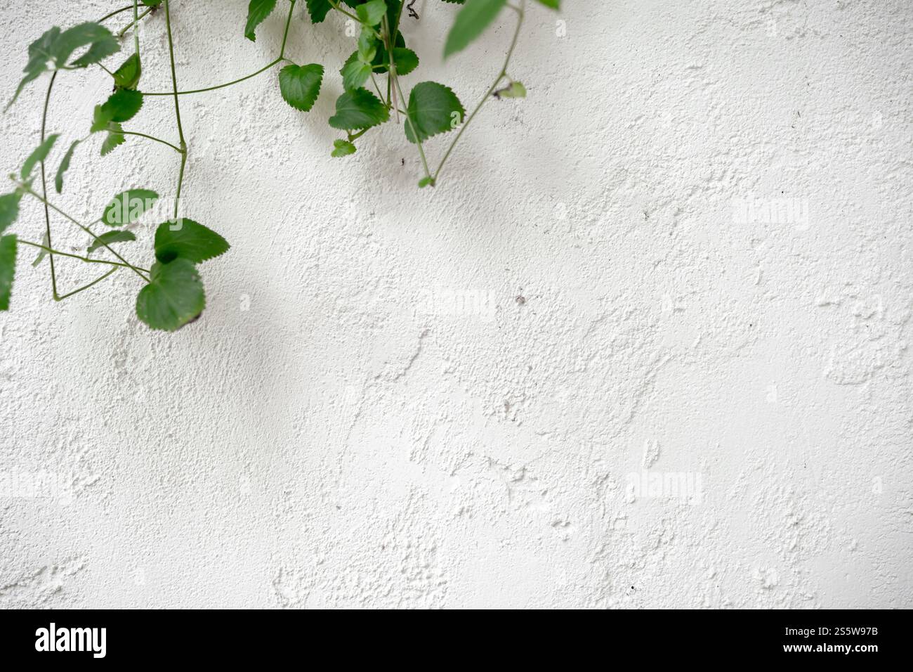 Pareti in cemento bianco con sfondo in pietra su piante. Sfondo a parete ruvido bianco. Foto Stock