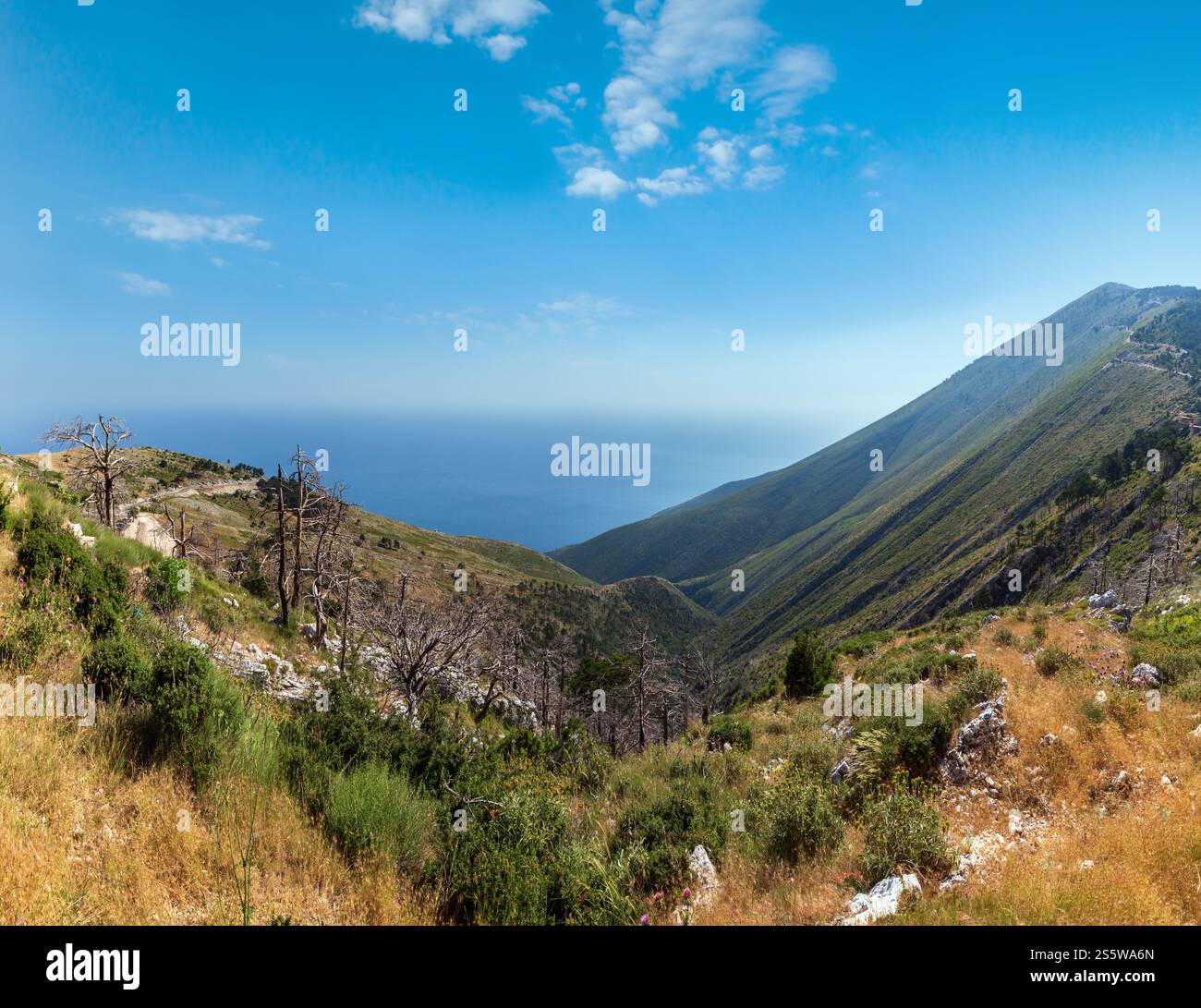 Estate Llogara vista passa a secco con alberi e thistle sul pendio (Albania) Foto Stock