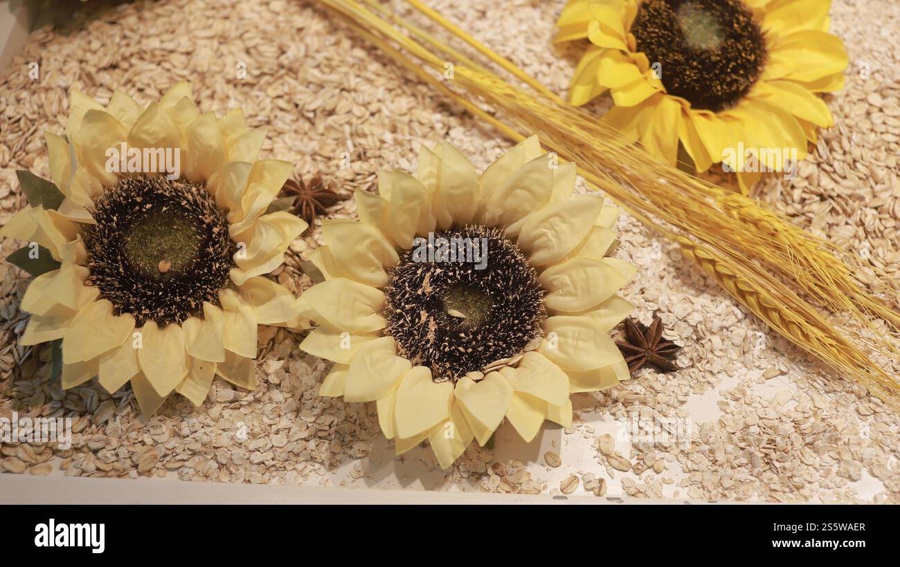 Bellissimi girasoli nel giardino interno Foto Stock