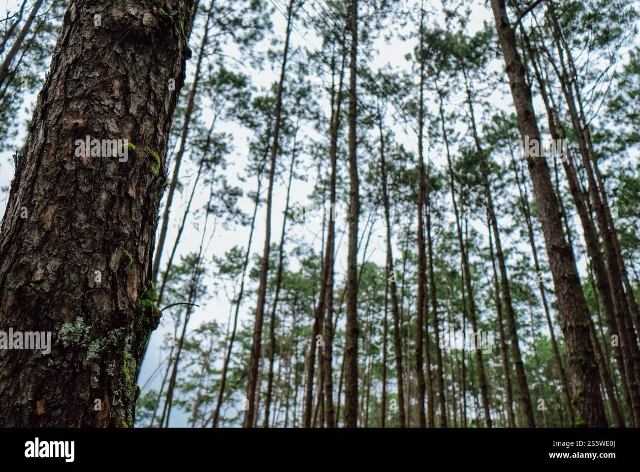 Vista dal basso di alti alberi secolari nella foresta sempreverde del Parco naturale dei pini Foto Stock