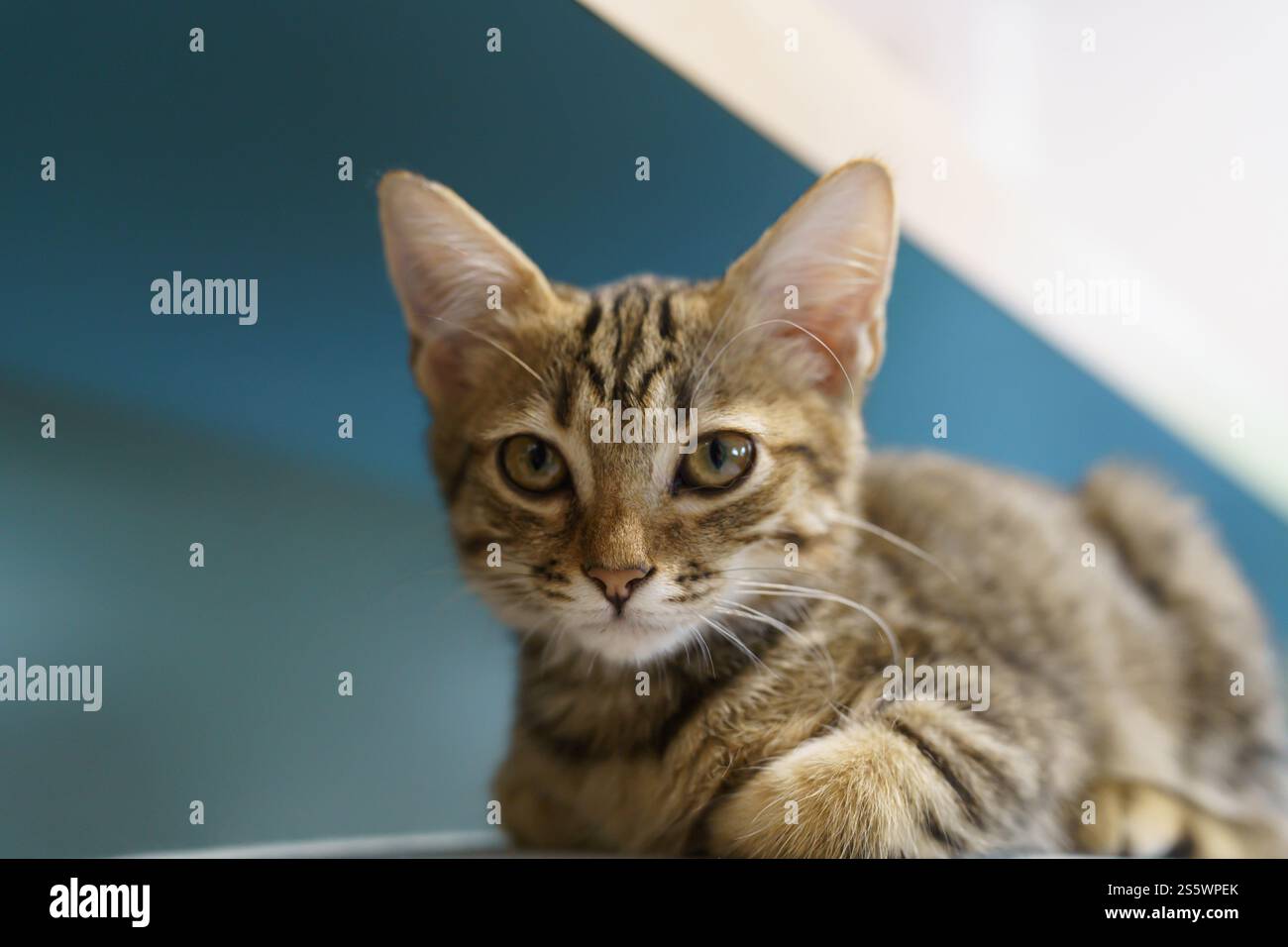 Piccoli cuccioli di marrone gattino degli animali carini in casa Foto Stock
