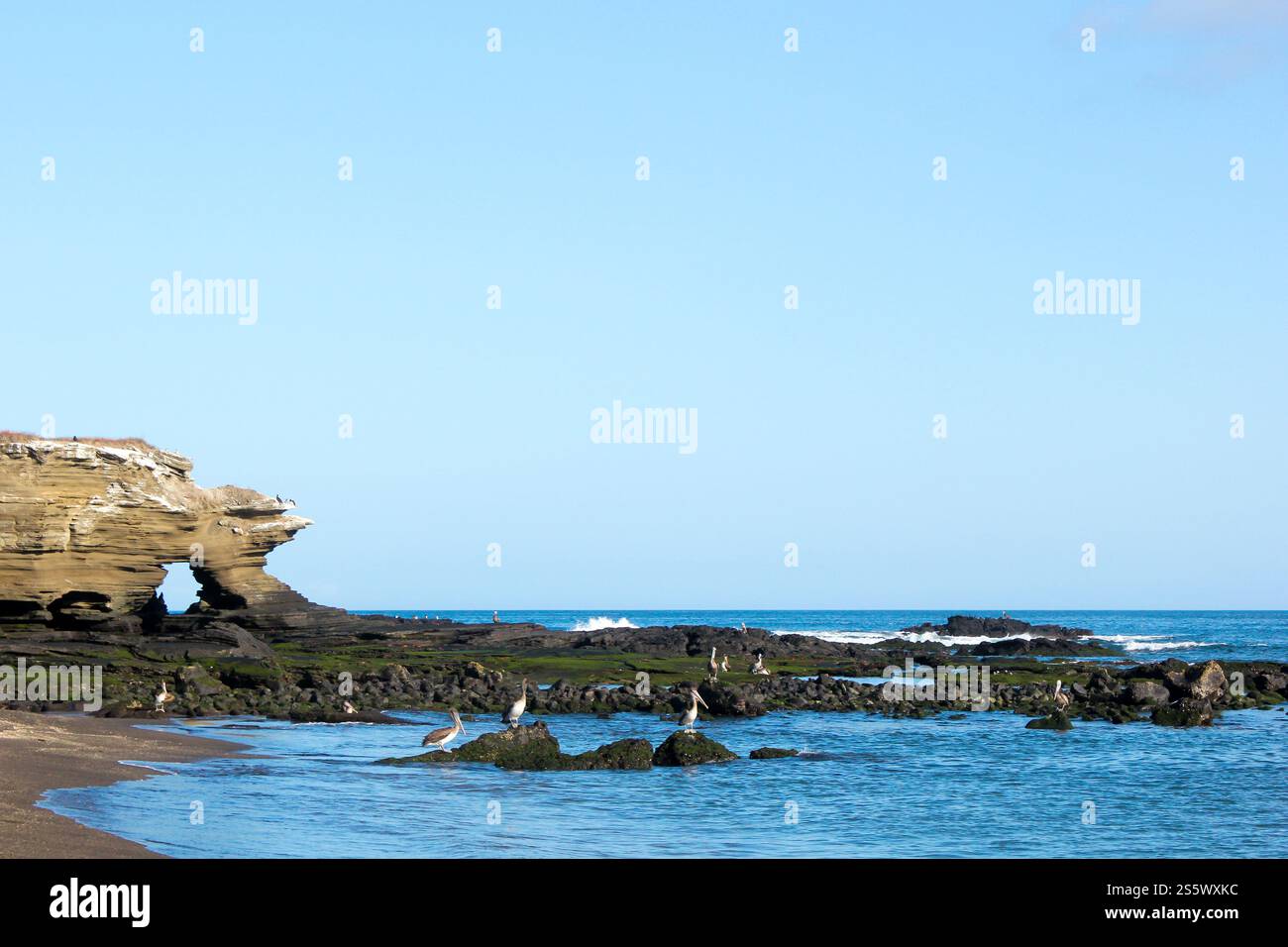 Lo splendido paesaggio costiero di Puerto Egas (porto di Egas). Gli uccelli marini si aprono su rocce vulcaniche. Isola di Santiago, Galapagos, Ecuador. Foto Stock