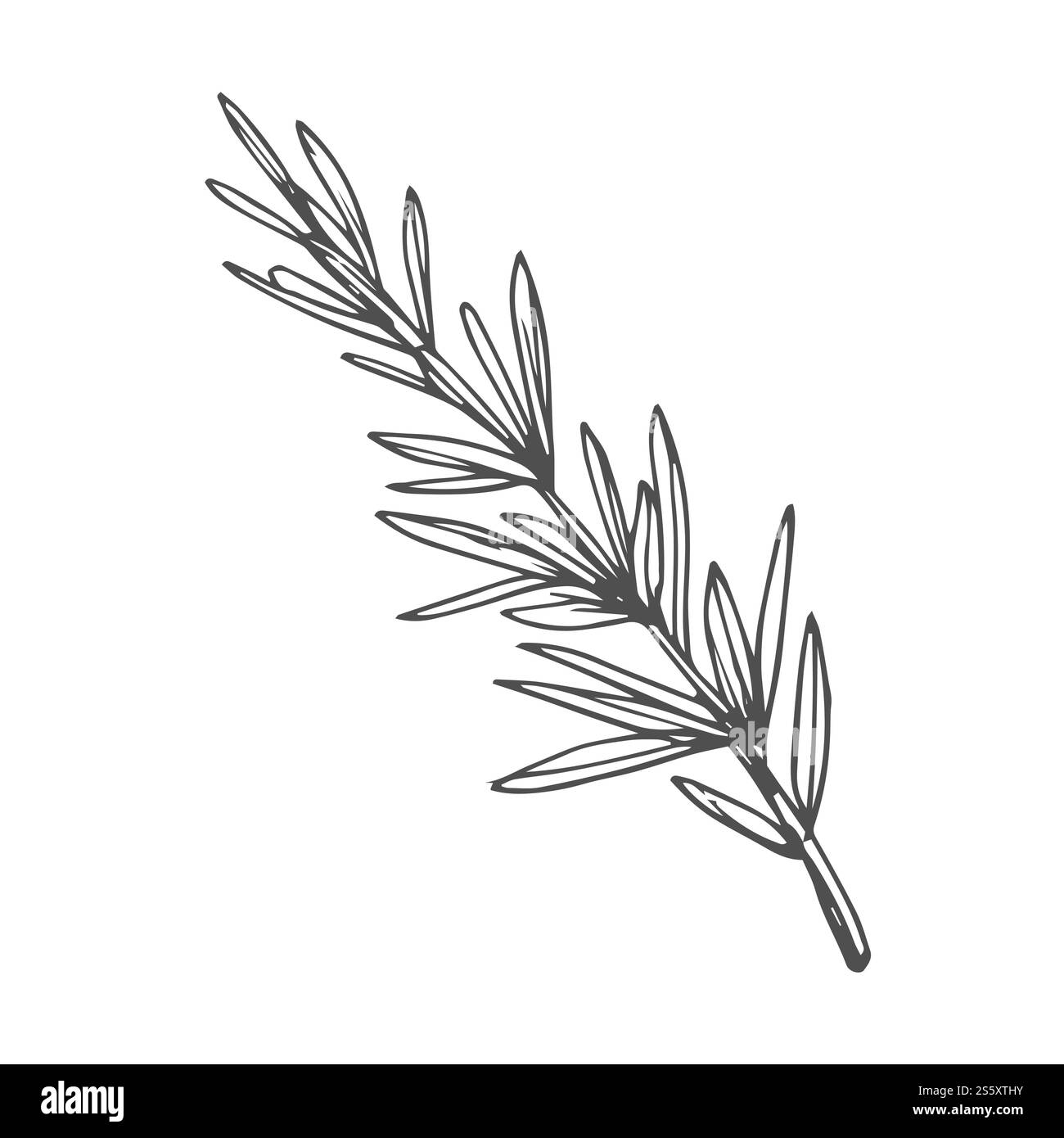 Schizzo di Rosemary. Disegno della pianta apotecaria. Rimedi a base di erbe, piante medicinali, medicina naturale illustrazione vettoriale disegnata a mano. NON È generalizzato l'intelligenza artificiale Illustrazione Vettoriale
