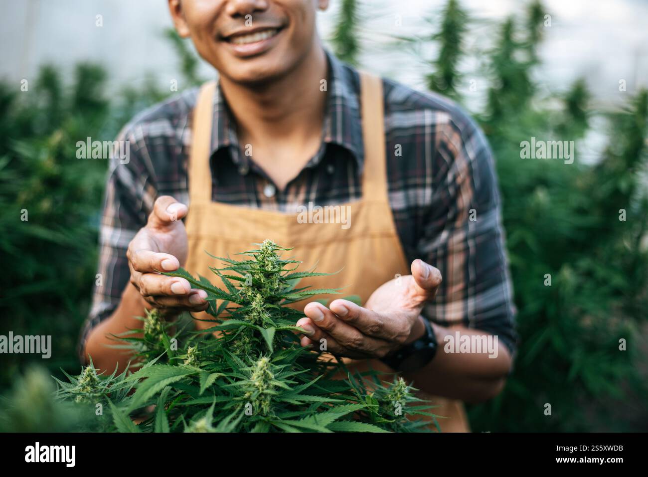 Primo piano di Young man in un campo di canapa che controlla piante e fiori, agricoltura. Business della cannabis e concetto di medicina alternativa. Foto Stock