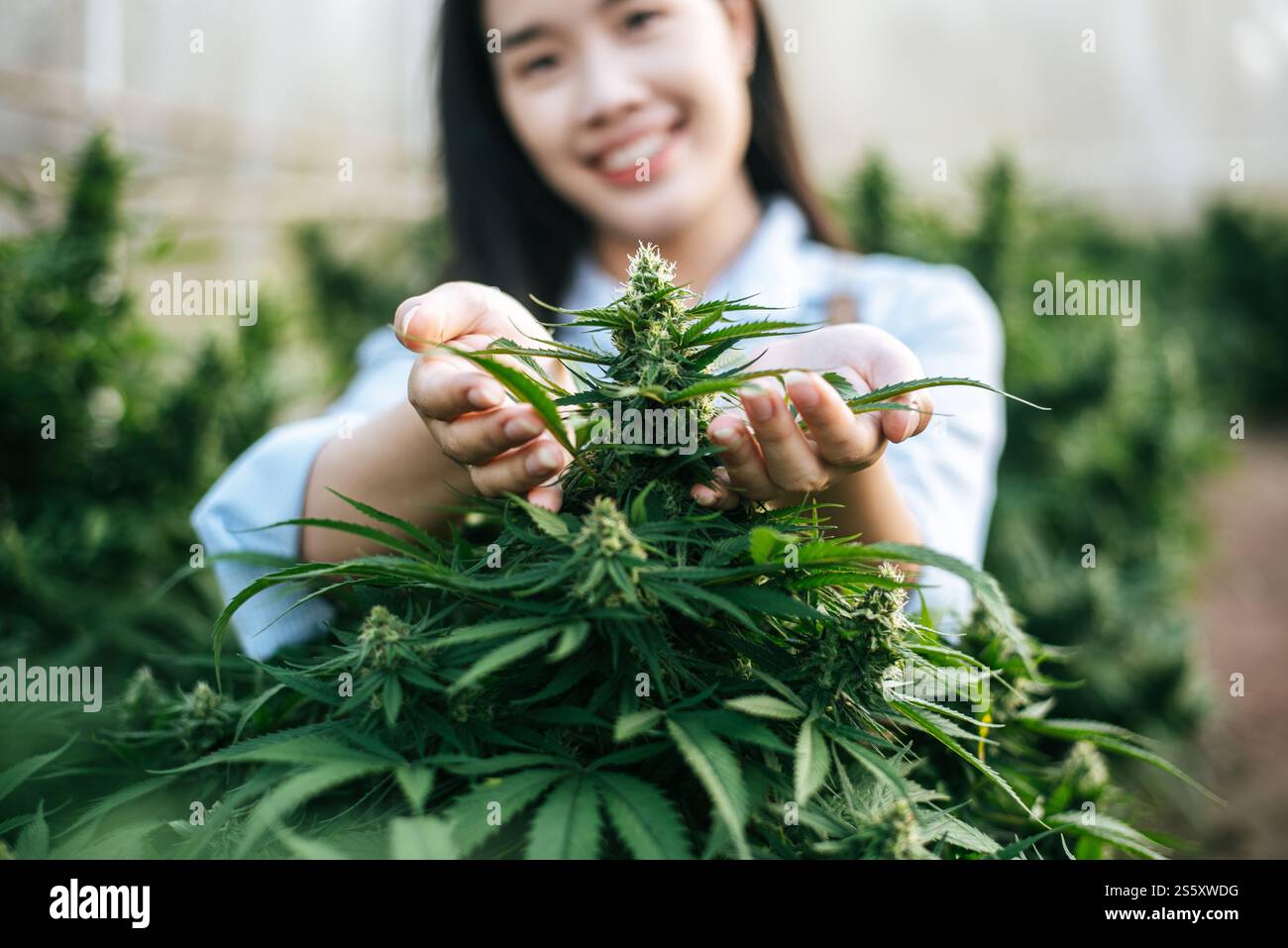 Primo piano di una giovane donna in un campo di canapa che controlla piante e fiori, agricoltura. Business della cannabis e concetto di medicina alternativa. Foto Stock