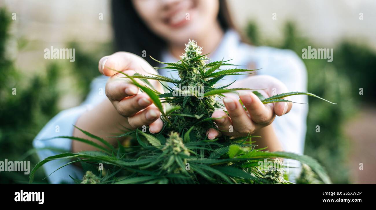 Primo piano di una giovane donna in un campo di canapa che controlla piante e fiori, agricoltura. Business della cannabis e concetto di medicina alternativa. Foto Stock