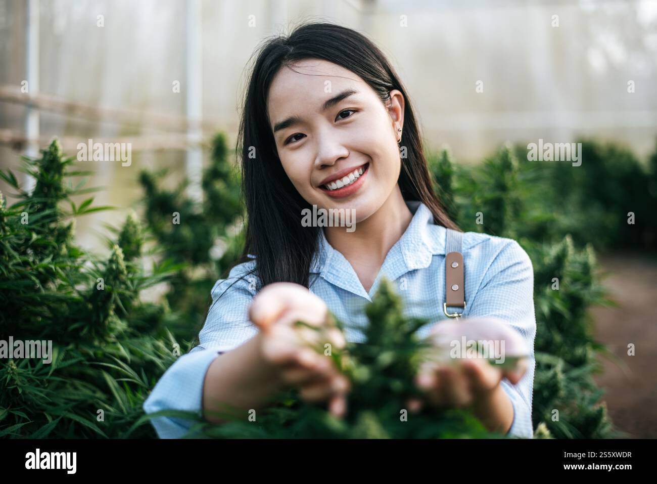 Ritratto di giovane donna in un campo di canapa che controlla piante e fiori, agricoltura. Business della cannabis e concetto di medicina alternativa. Foto Stock
