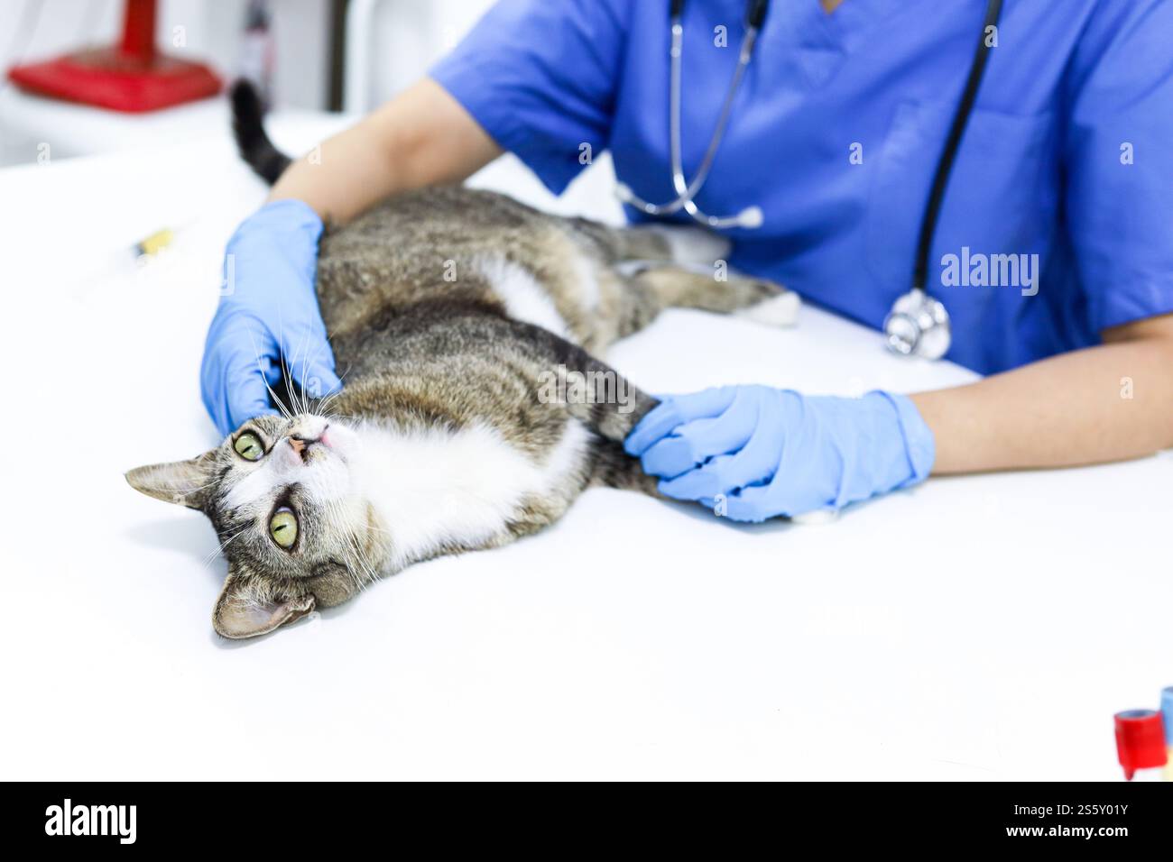 Gatto sul tavolo di esame della clinica veterinaria. Assistenza veterinaria. Vet medico e gatto Foto Stock