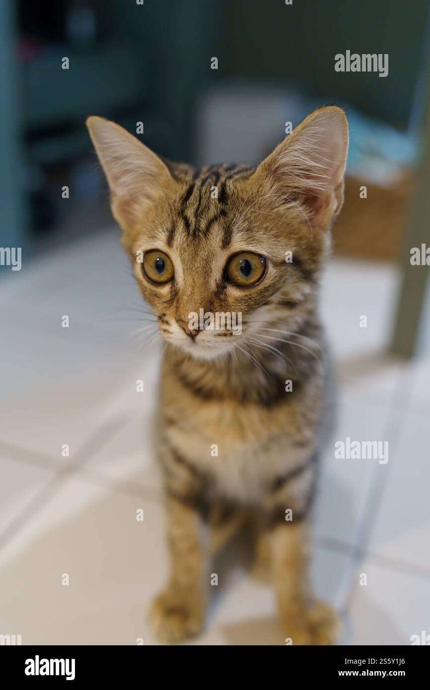 Piccoli cuccioli di marrone gattino degli animali carini in casa Foto Stock