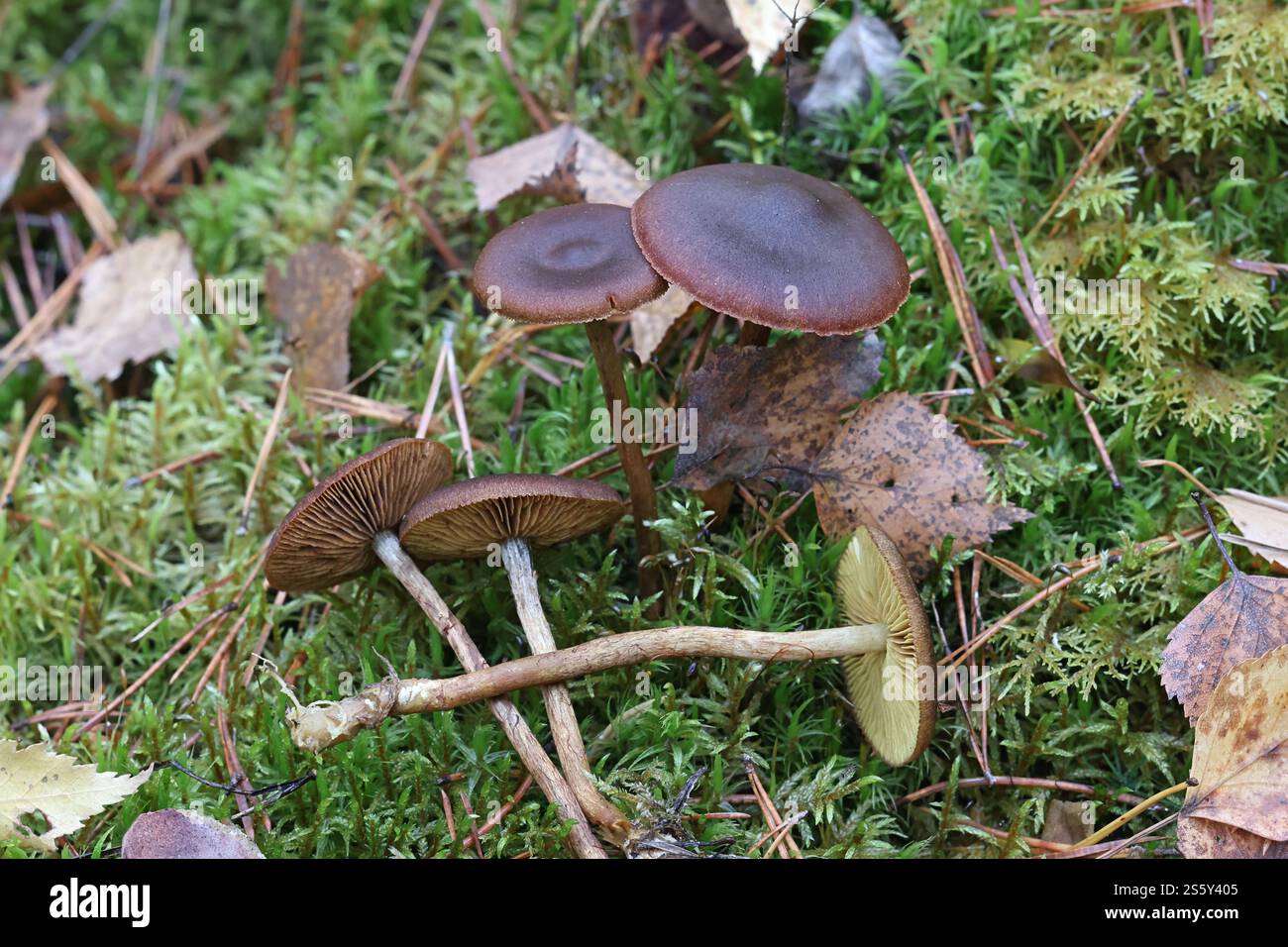 Cortinarius croceus, chiamato anche Dermocybe crocea, comunemente noto come Saffron webcap, fungo proveniente dalla Finlandia Foto Stock
