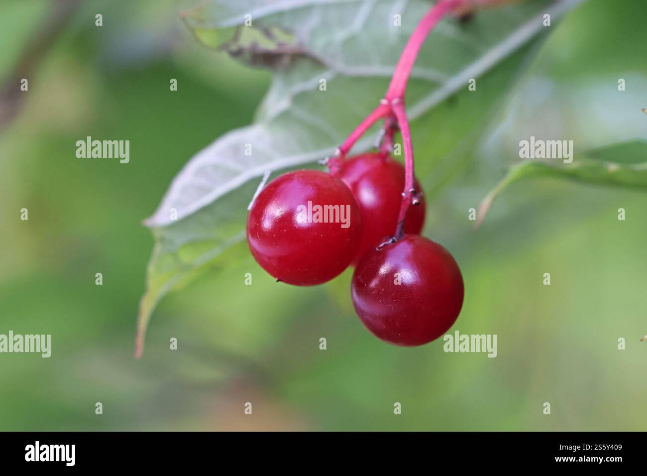 Bacche di rosa più grossa, Viburnum opulus, comunemente noto anche come sambuco d'acqua, corteccia di crampi, albero di palla di neve o palla di neve comune, pianta selvatica dalla Finlandia Foto Stock