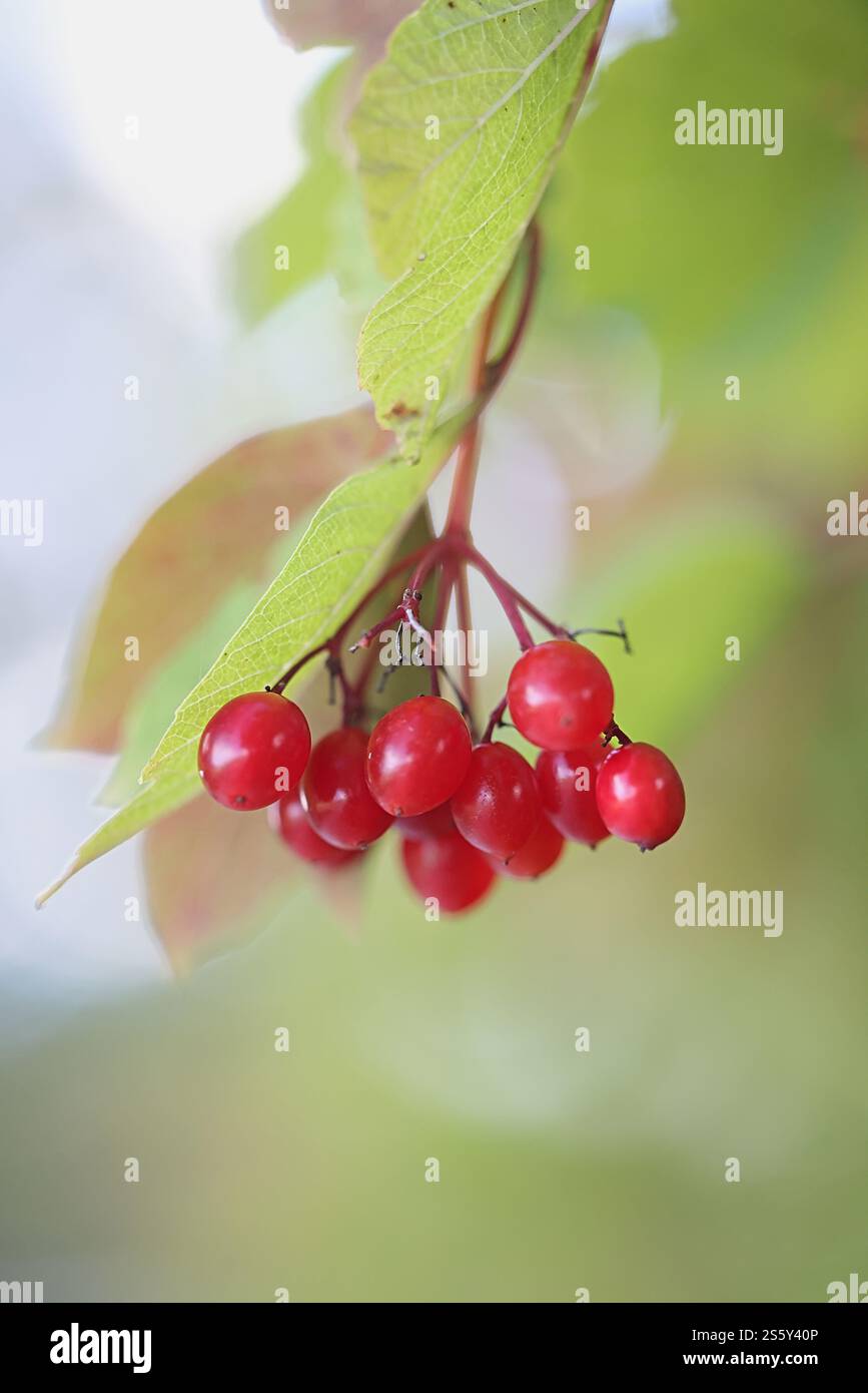 Bacche di rosa campanara, Viburnum opulus, comunemente noto anche come sambuco d'acqua, albero di palla di neve o palla di neve comune, pianta selvatica della Finlandia Foto Stock