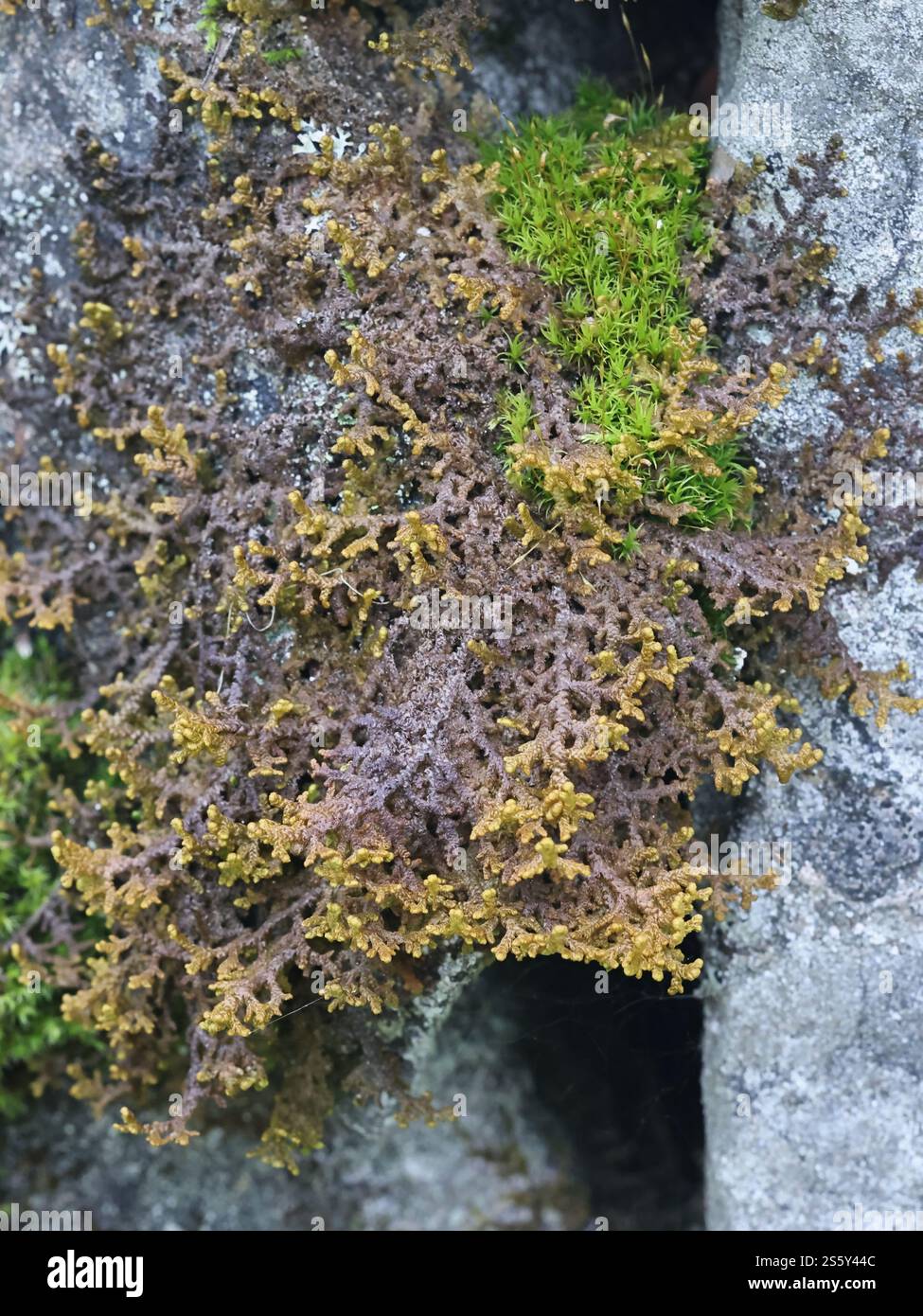 Tilidium ciliare, comunemente noto come verwort ciliato o verwort naugehyde settentrionale Foto Stock