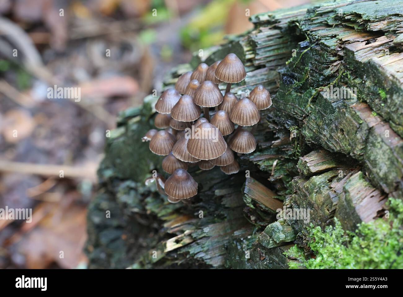 Mycena stipata, comunemente nota come cofano di pino raggruppato, fungo proveniente dalla Finlandia Foto Stock